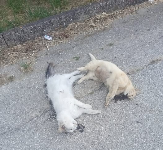Sant’Omero, due gatti trovati senza vita lungo la 259