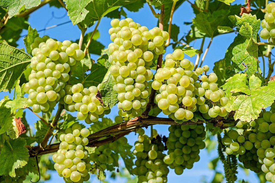 “Revival Uva e Vino Montonico” a Bisenti