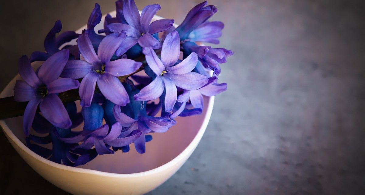 Lu San Giuvanne a Fiure a Torricella Sicura