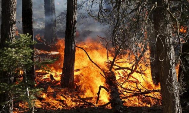 Roghi estivi, allarme anche in Abruzzo: cresce la pressione