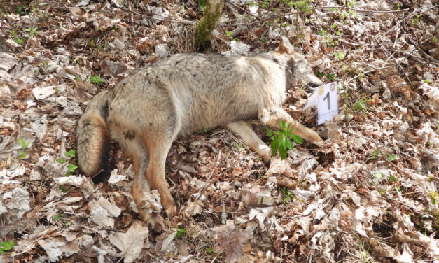 Lupi morti in Abruzzo, esami a Teramo e inchiesta aperta