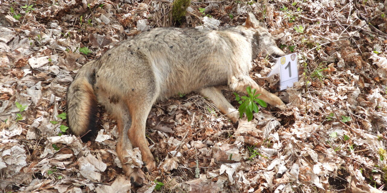 Lupi avvelenati in Abruzzo, indagine sui fitofarmaci