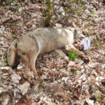 Lupi avvelenati in Abruzzo, indagine sui fitofarmaci