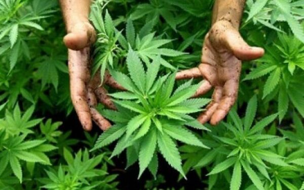Casolare trasformato in coltivazione di cannabis: tre arresti