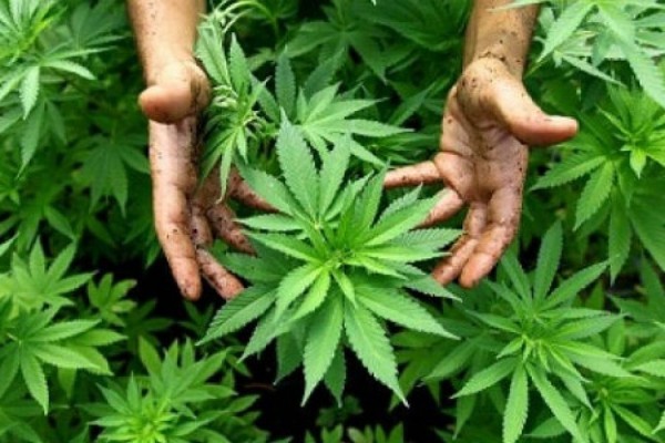 Casolare trasformato in coltivazione di cannabis: tre arresti