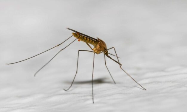 Mosciano, trovate zanzare positive al virus West Nile
