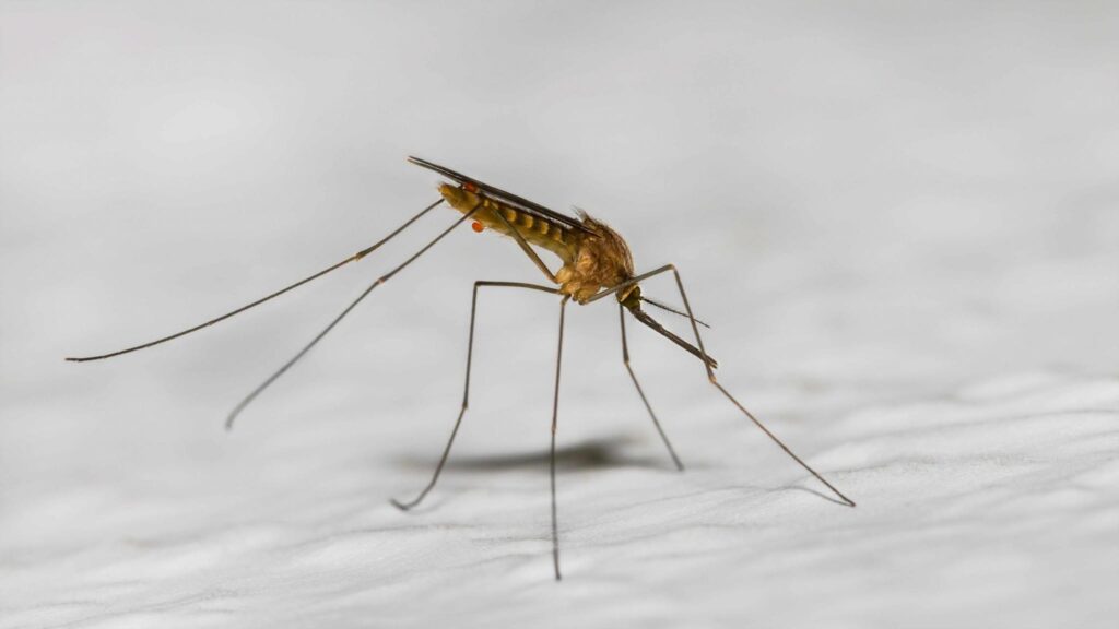 Mosciano, trovate zanzare positive al virus West Nile