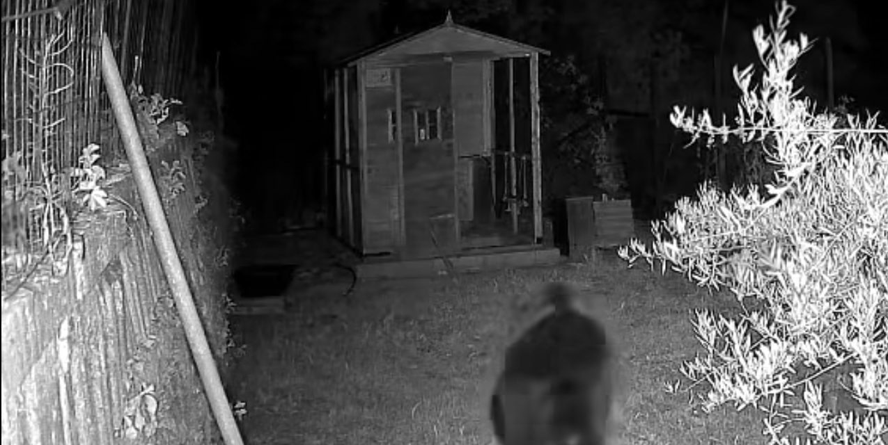 Orso sulla Maiella, ordinanze nei comuni pescaresi