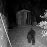 Orso sulla Maiella, ordinanze nei comuni pescaresi