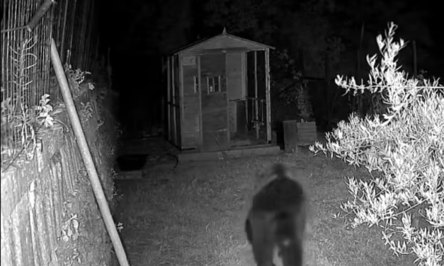 Orso sulla Maiella, ordinanze nei comuni pescaresi