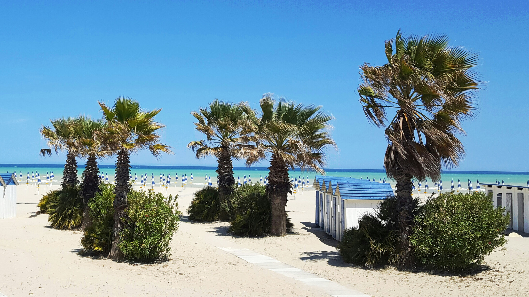 Palmen am Strand von Giulianova