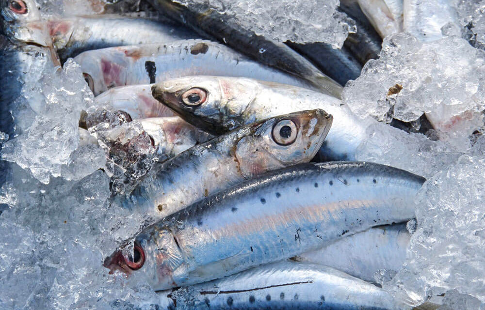 Adriatico a Scuola: si parte a Giulianova