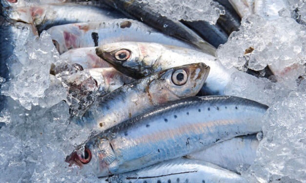 Adriatico a Scuola: si parte a Giulianova