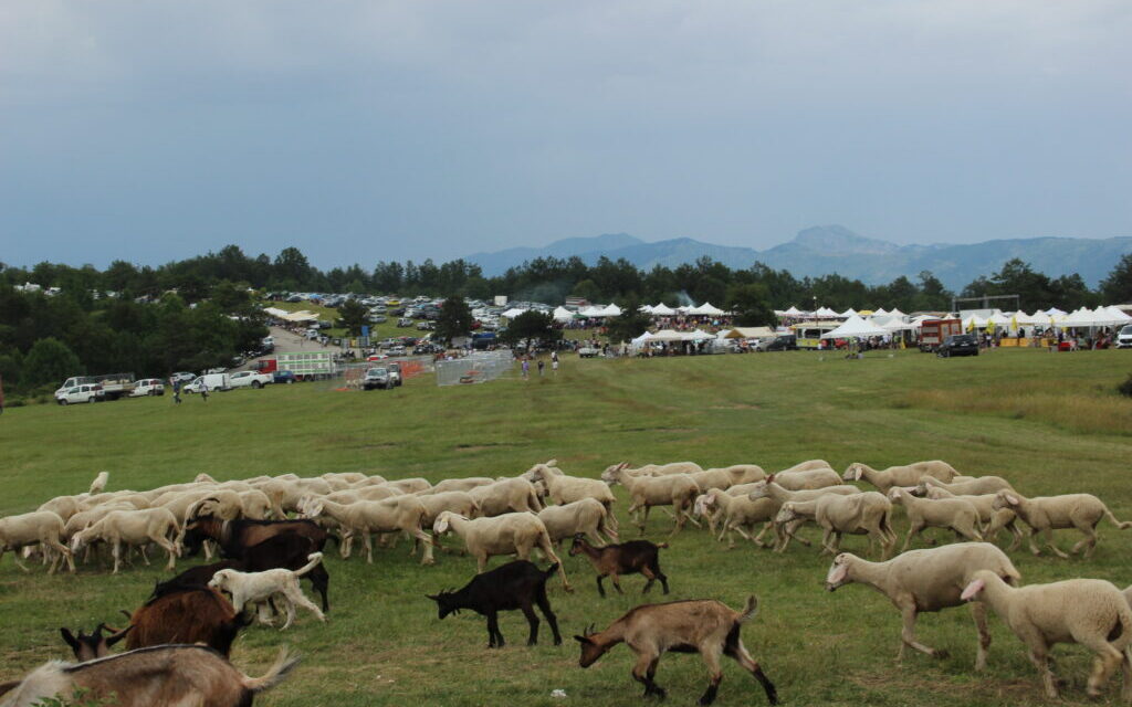 Piano Roseto prepara la 162ª Fiera della Pastorizia
