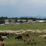 Piano Roseto prepara la 162ª Fiera della Pastorizia