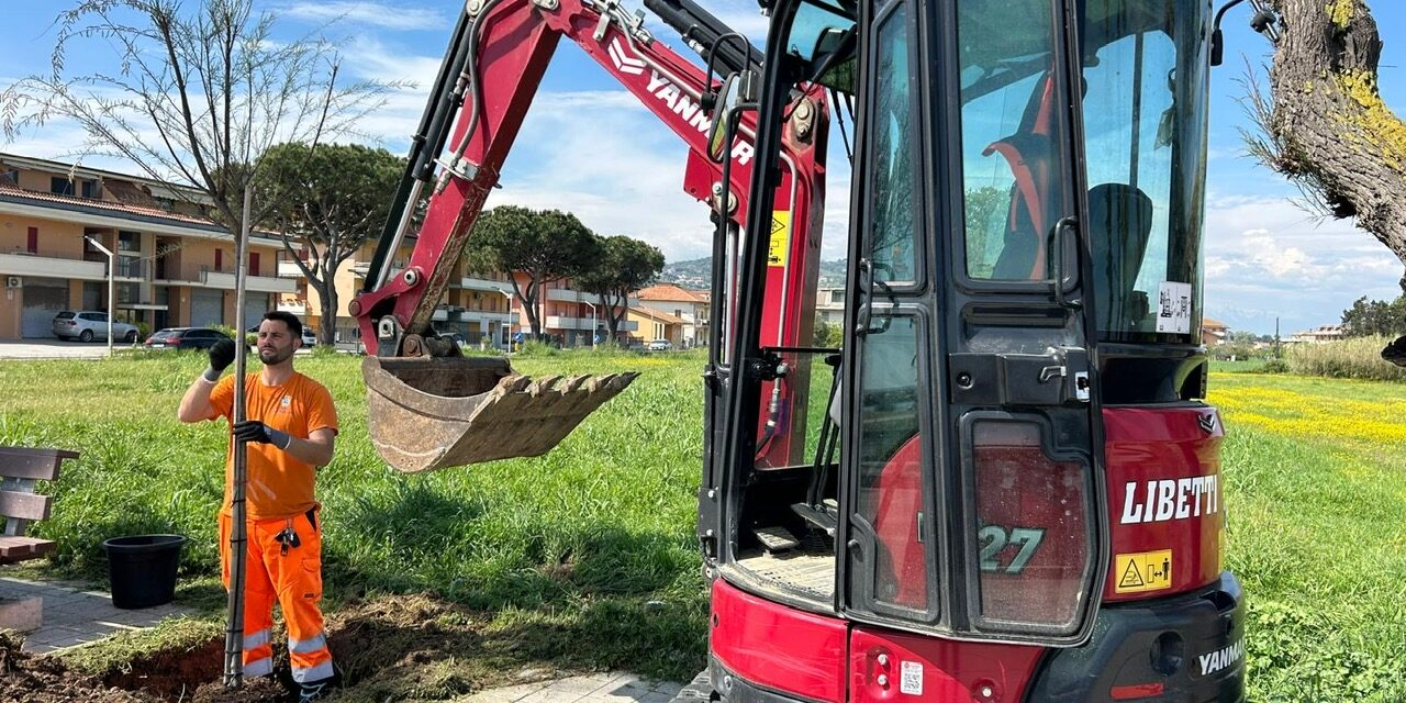 Martinsicuro, 39 nuovi alberi sul lungomare