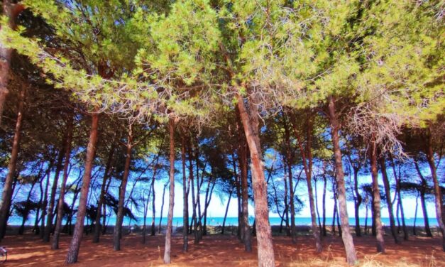 Pineto, controlli sui pini privati contro la cocciniglia