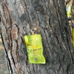 Alba Adriatica, intervento fitosanitario nella pineta di via La Pira