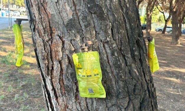 Alba Adriatica, intervento fitosanitario nella pineta di via La Pira