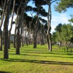 Pineto, controlli sul verde urbano e sulla pineta costiera