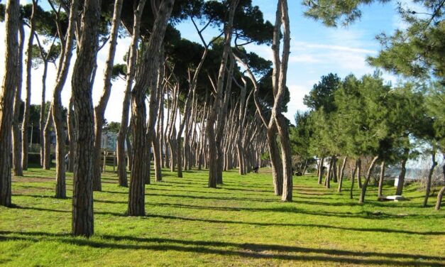 Pineto, controlli sul verde urbano e sulla pineta costiera