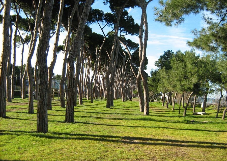 Pineto, controlli sul verde urbano e sulla pineta costiera