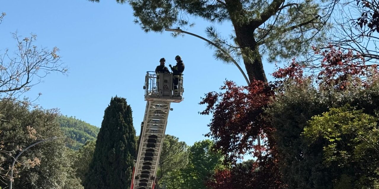 Teramo, strada chiusa in viale Mazzini per un albero a rischio
