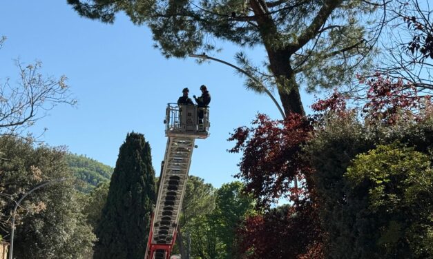 Teramo, strada chiusa in viale Mazzini per un albero a rischio
