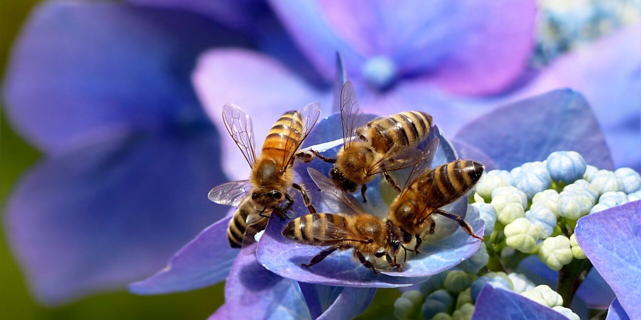 Alla scoperta del mondo delle api: evento a Giulianova