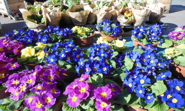 Giulianova in fiore: appuntamento per domenica 16 maggio