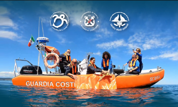 Al porto di Giulianova torna in mare una tartaruga curata