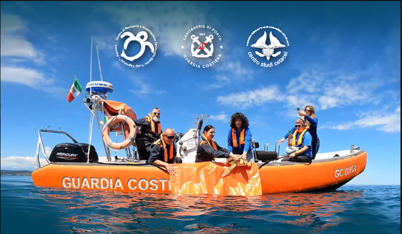 Al porto di Giulianova torna in mare una tartaruga curata