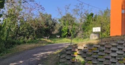 Sant’Omero, tre cani nel cortile della scuola media