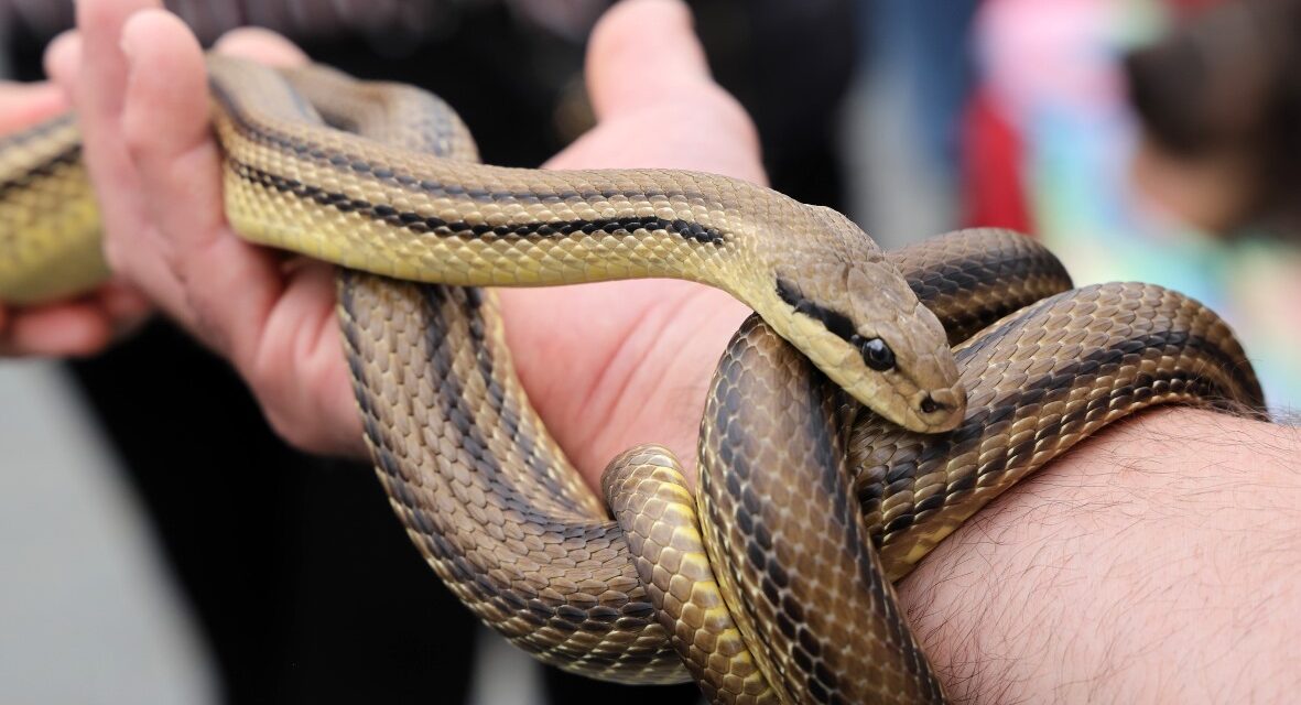 Cocullo, corse ferroviarie extra per il rito dei serpari
