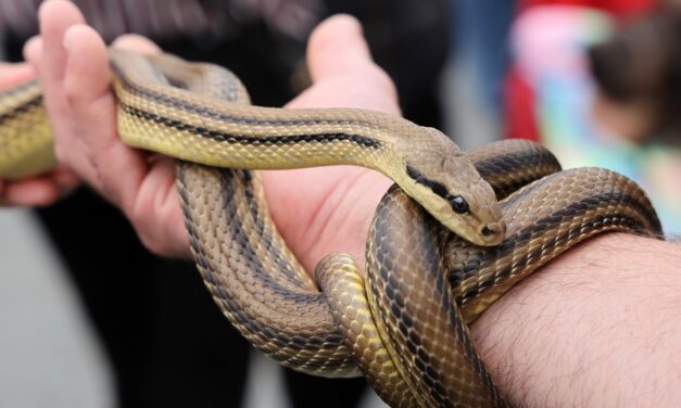 Cocullo, corse ferroviarie extra per il rito dei serpari