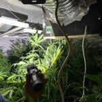 Serra di cannabis scoperta nell’area tra Teramo e Pescara