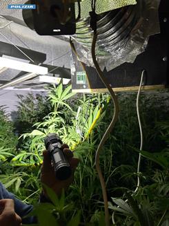 Serra di cannabis scoperta nell’area tra Teramo e Pescara