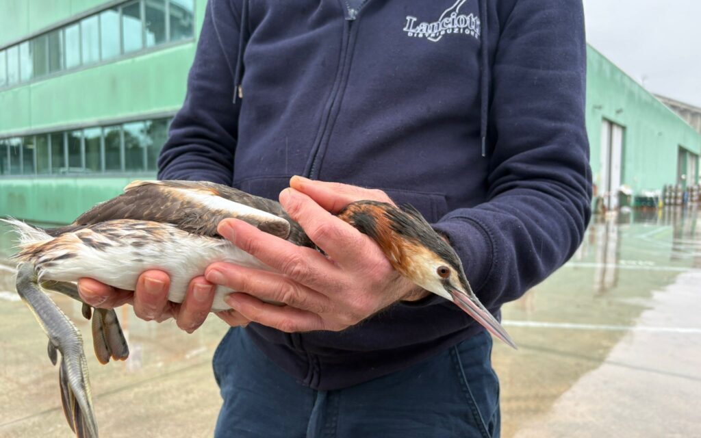 Tortoreto, svasso maggiore soccorso sul litorale teramano