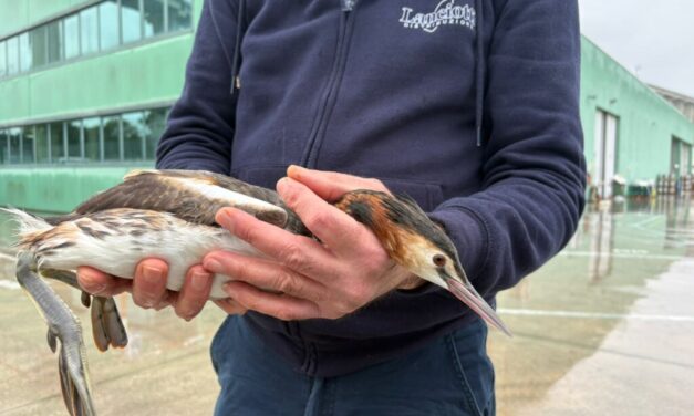 Tortoreto, svasso maggiore soccorso sul litorale teramano