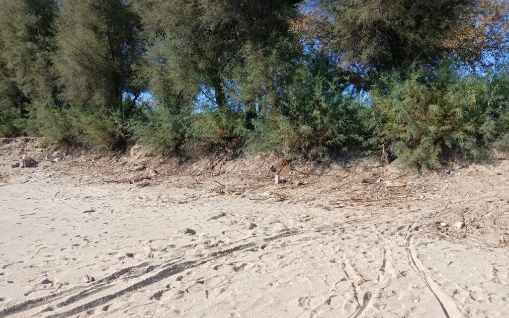 Villa Rosa, preoccupa lo stato delle tamerici sul lungomare sud