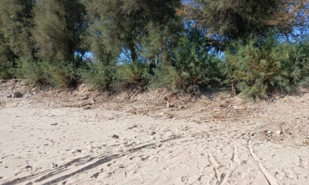 Villa Rosa, preoccupa lo stato delle tamerici sul lungomare sud