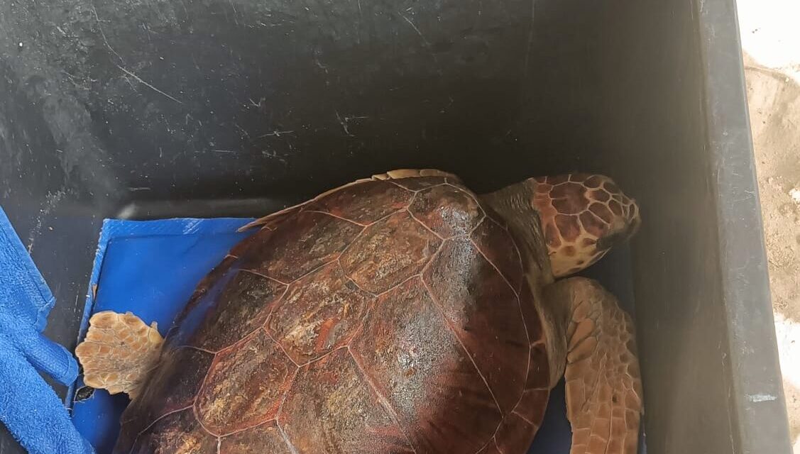 Pineto, giovane Caretta caretta liberata al largo dopo 8 mesi