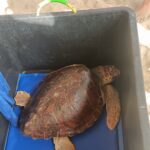 Pineto, giovane Caretta caretta liberata al largo dopo 8 mesi