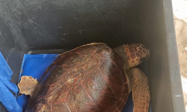 Pineto, giovane Caretta caretta liberata al largo dopo 8 mesi