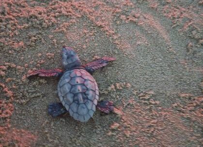 Borsacchio, concluse le schiuse del nido di Caretta caretta
