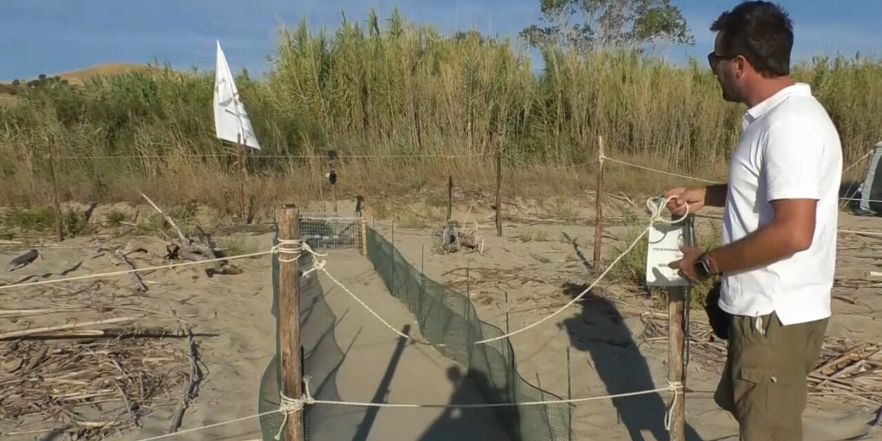 Borsacchio, attesa per la nascita dei piccoli di Caretta caretta