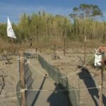 Borsacchio, attesa per la nascita dei piccoli di Caretta caretta
