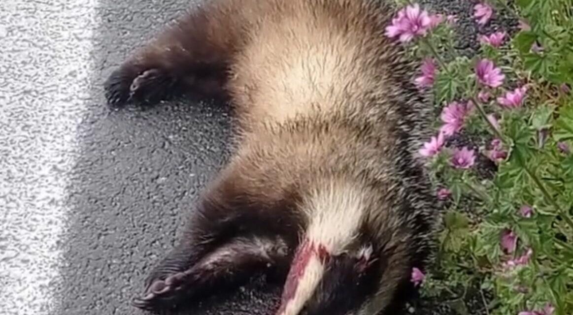Tortoreto, tasso trovato morto lungo la Statale 16
