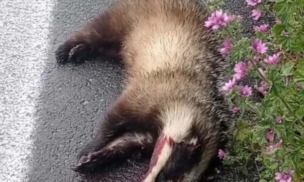 Tortoreto, tasso trovato morto lungo la Statale 16