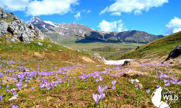 Tutti a Campo Imperatore per Altopiani e Pastori